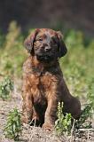 BRIARD 261